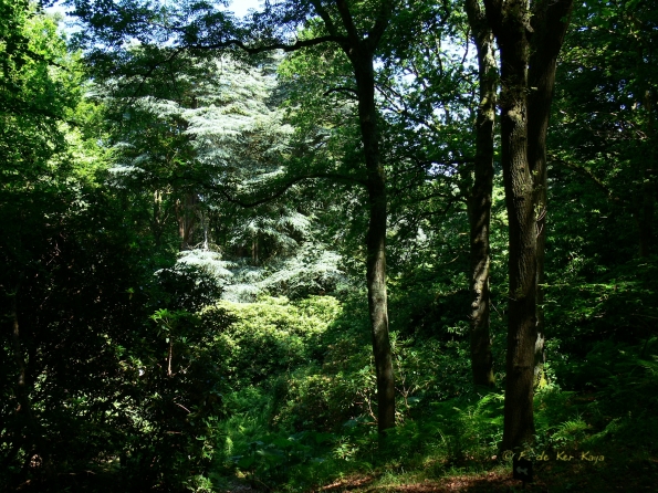 Bois des Moutiers (18) Summer 2012